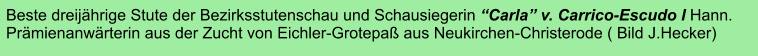 Beste dreijährige Stute der Bezirksstutenschau und Schausiegerin “Carla” v. Carrico-Escudo I Hann. Prämienanwärterin aus der Zucht von Eichler-Grotepaß aus Neukirchen-Christerode ( Bild J.Hecker)